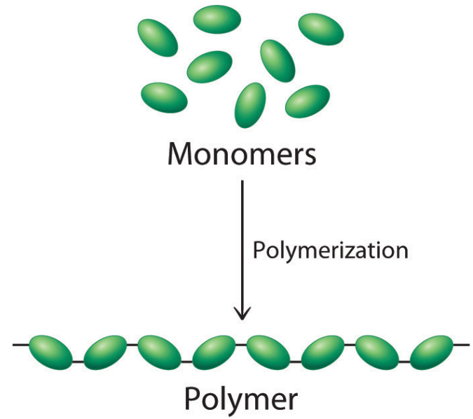 모노머(Monomers)와 폴리머(Polymers)